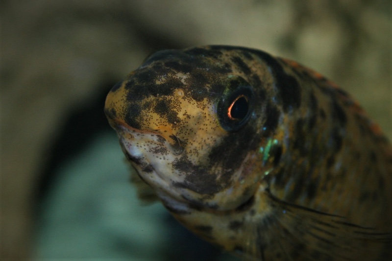 Labeotropheus trewavasae 'Thumbi West Island'